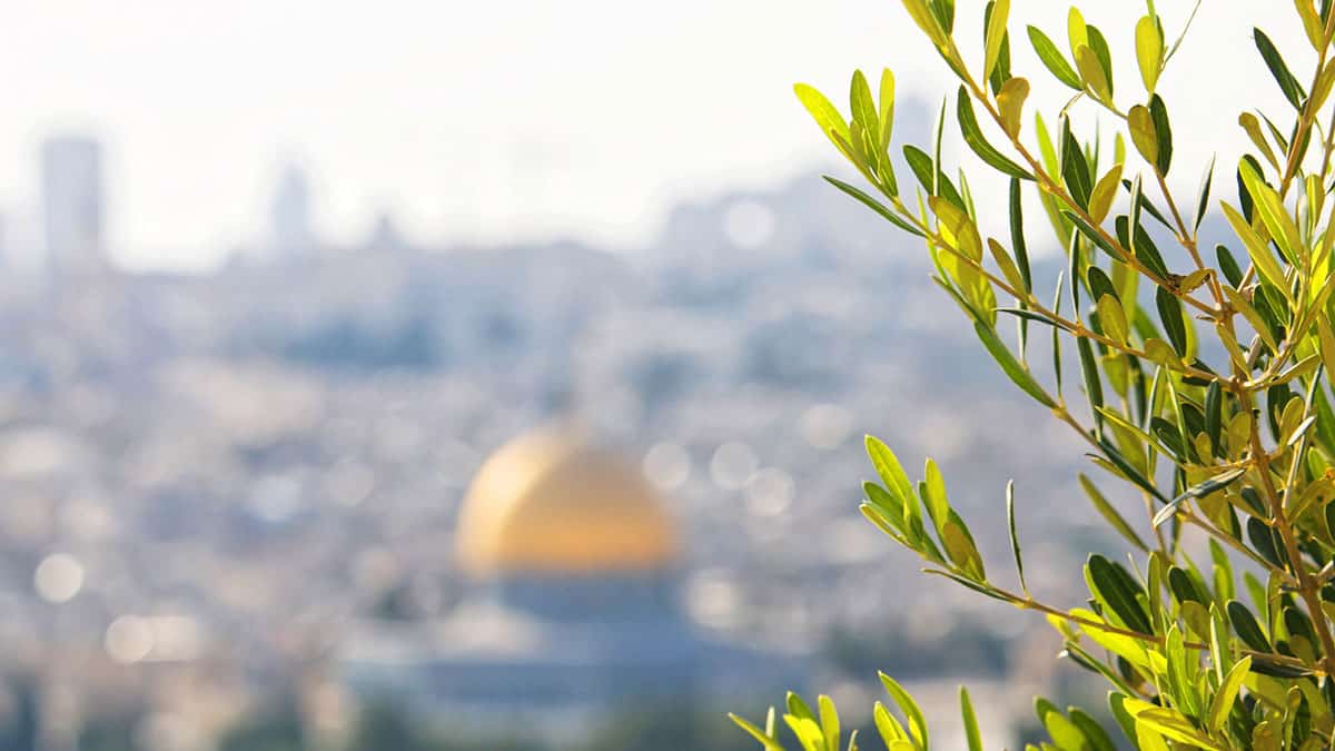 An olive tree overlooking Jerusalem