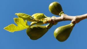 Fig Tree