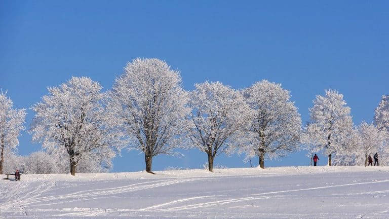 Winter Scene